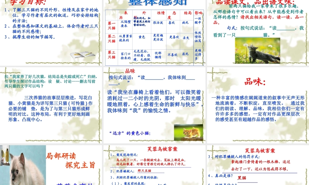 16.猫(1).ppt