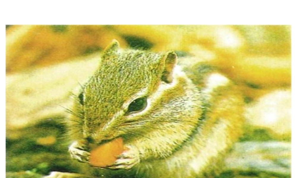 26 小松鼠找花生果.ppt