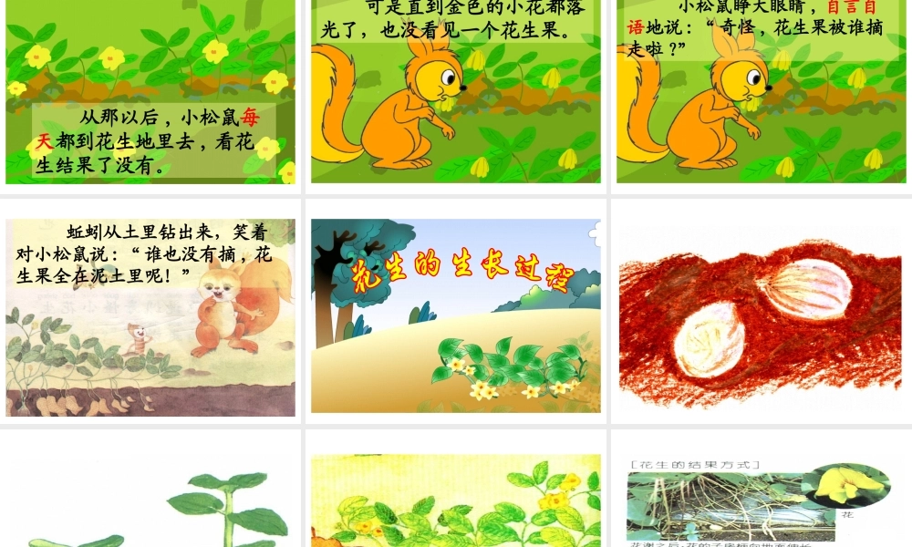 26 小松鼠找花生果.ppt