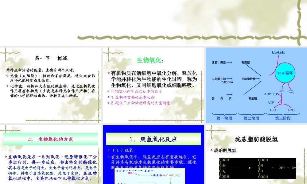 4生物氧化.ppt