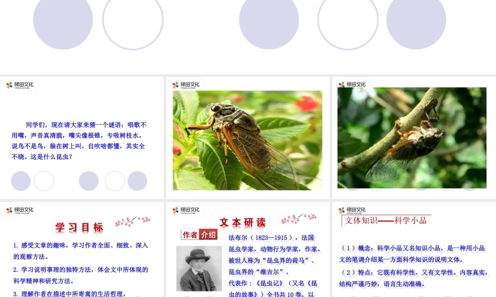 蝉 课件二(1).ppt