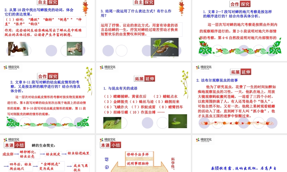 蝉 课件二(1).ppt
