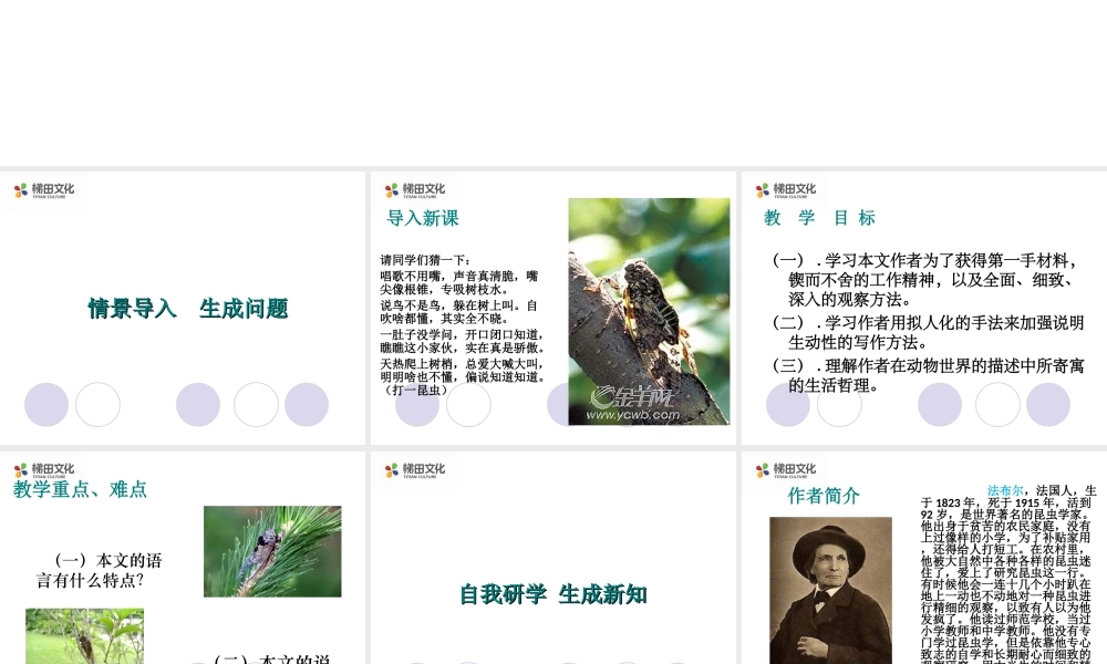 蝉 课件一(1).ppt