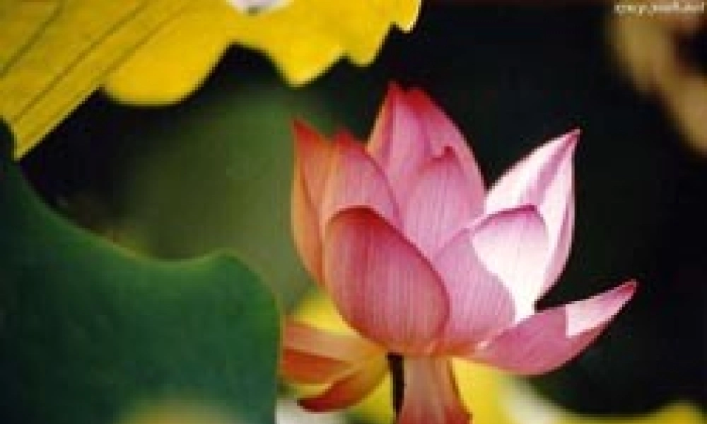 从百草园到三味书屋2.ppt