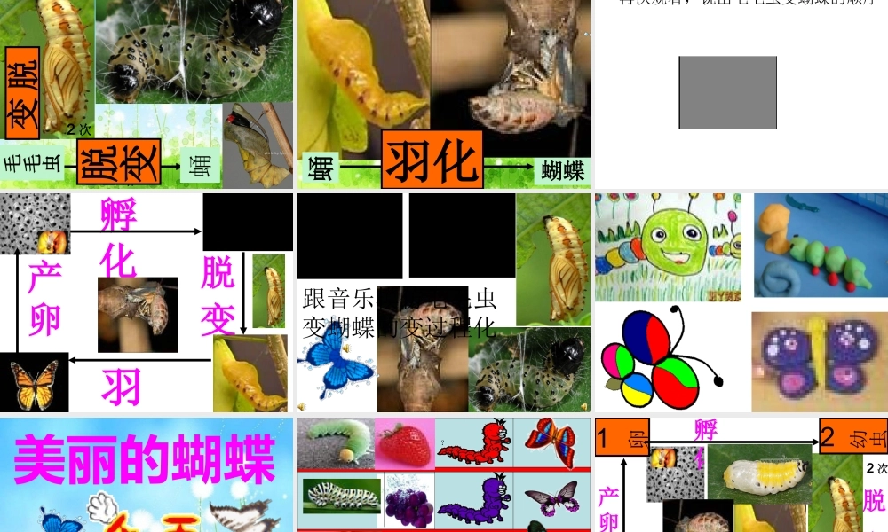 大班科学课件（ppt）：美丽的蝴蝶.ppt