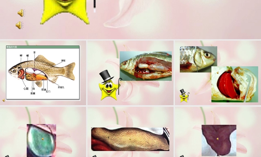 大班科学：鱼宝宝的秘密.ppt