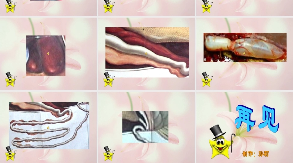 大班科学：鱼宝宝的秘密.ppt