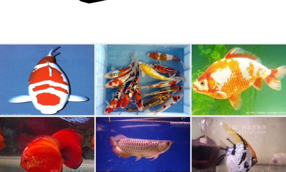 大班科学课件：鱼.ppt