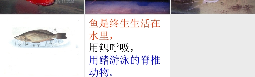 大班科学课件：鱼.ppt