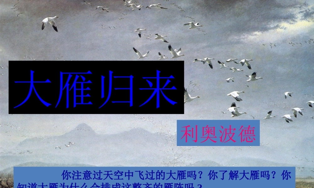大雁归来 课件2.ppt