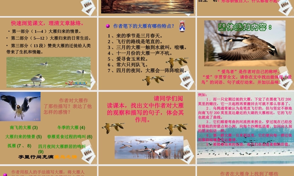 大雁归来 课件2.ppt