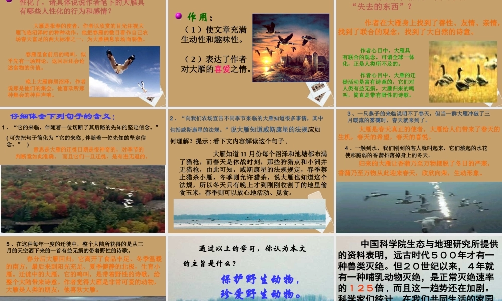 大雁归来 课件2.ppt