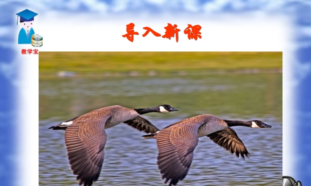 大雁归来 课件1 .ppt