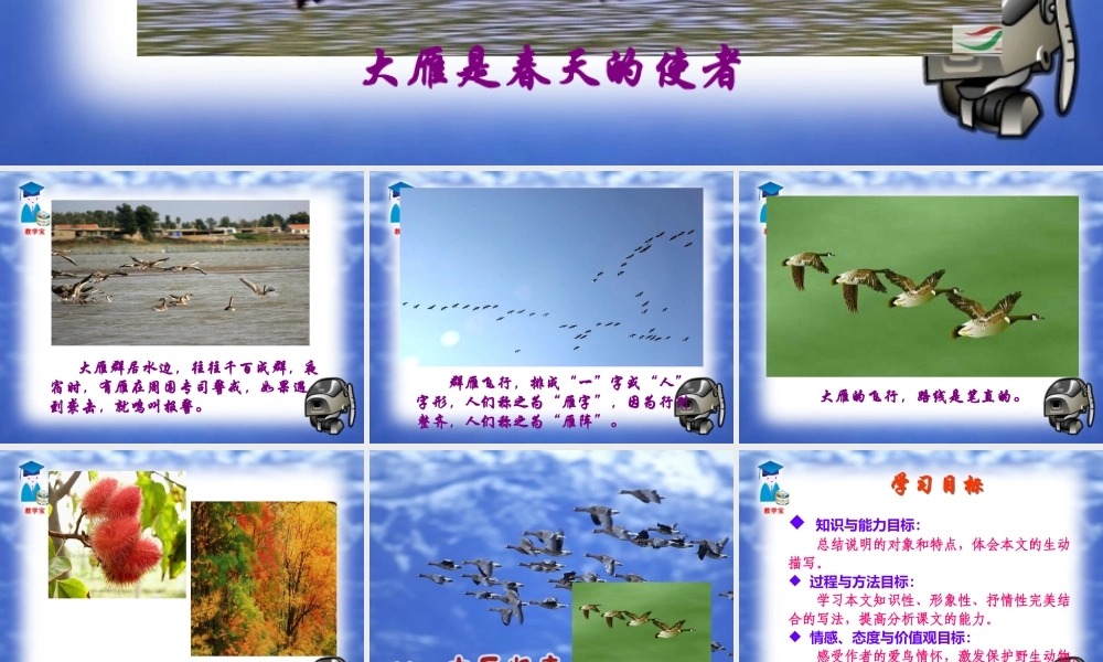 大雁归来 课件1 .ppt