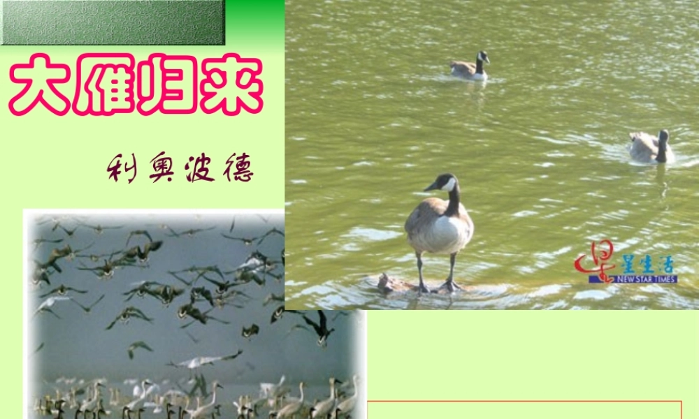 大雁归来 课件5.ppt