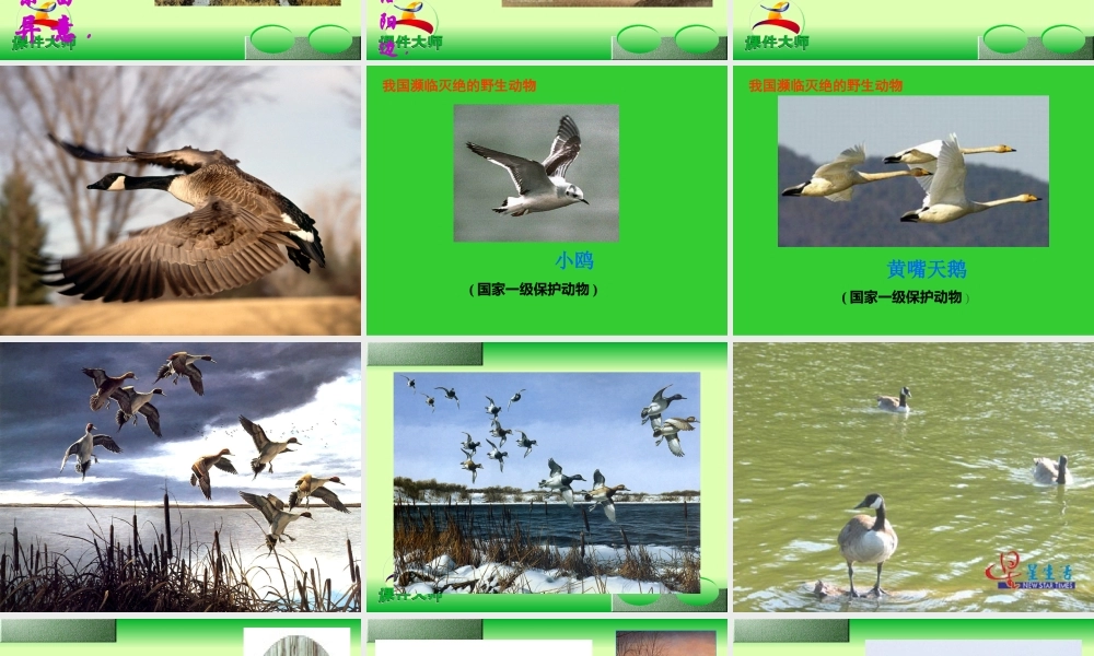 大雁归来 课件5.ppt