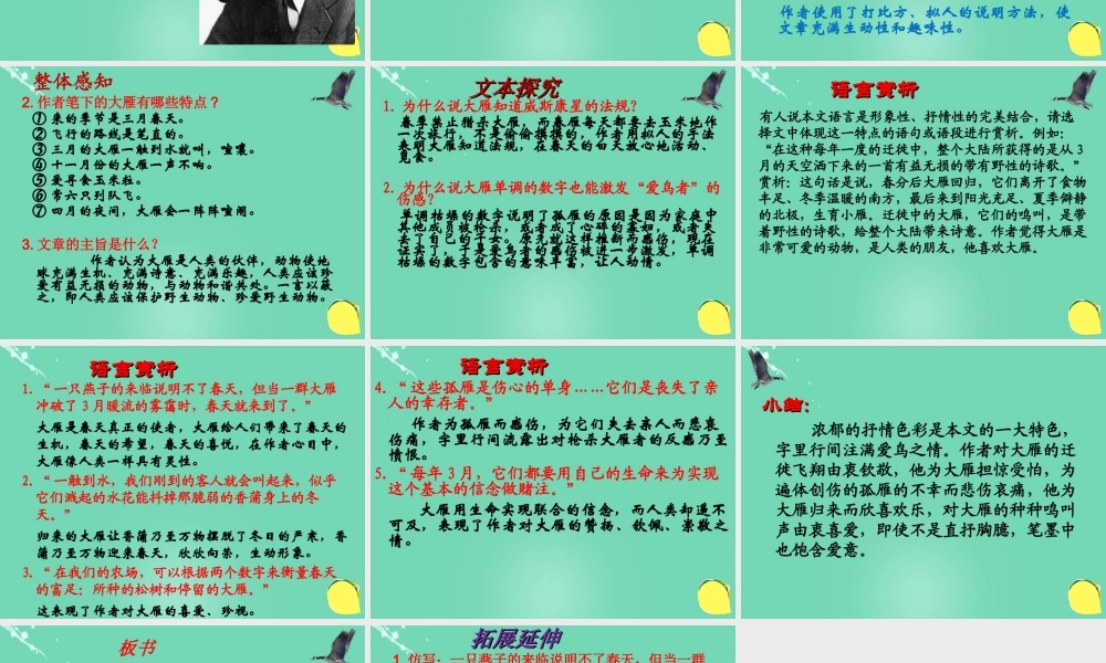 大雁归来 课件4.ppt