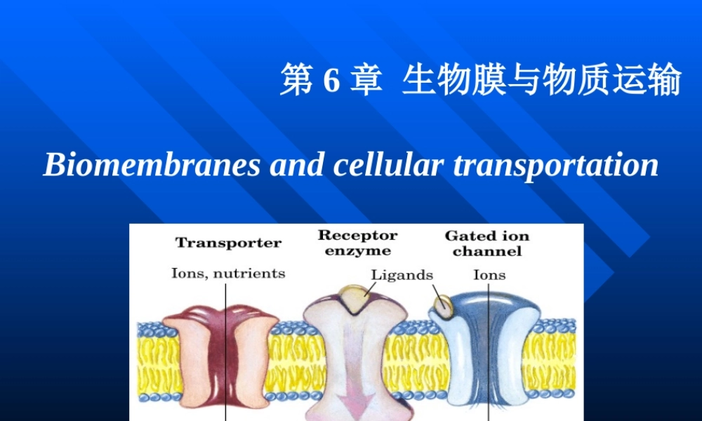 考研科目,动物生物化学 第6章 生物膜与物质转运.ppt