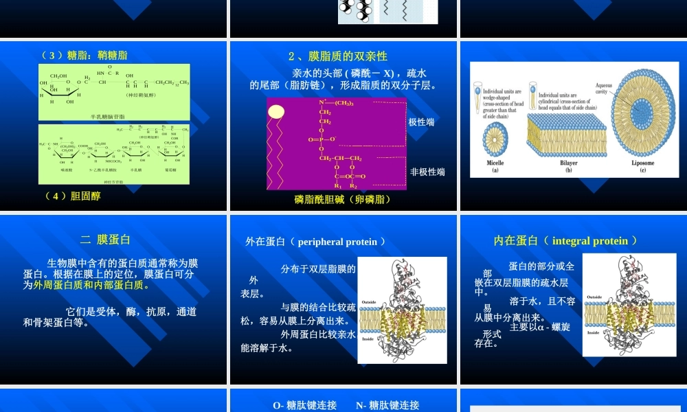 考研科目,动物生物化学 第6章 生物膜与物质转运.ppt