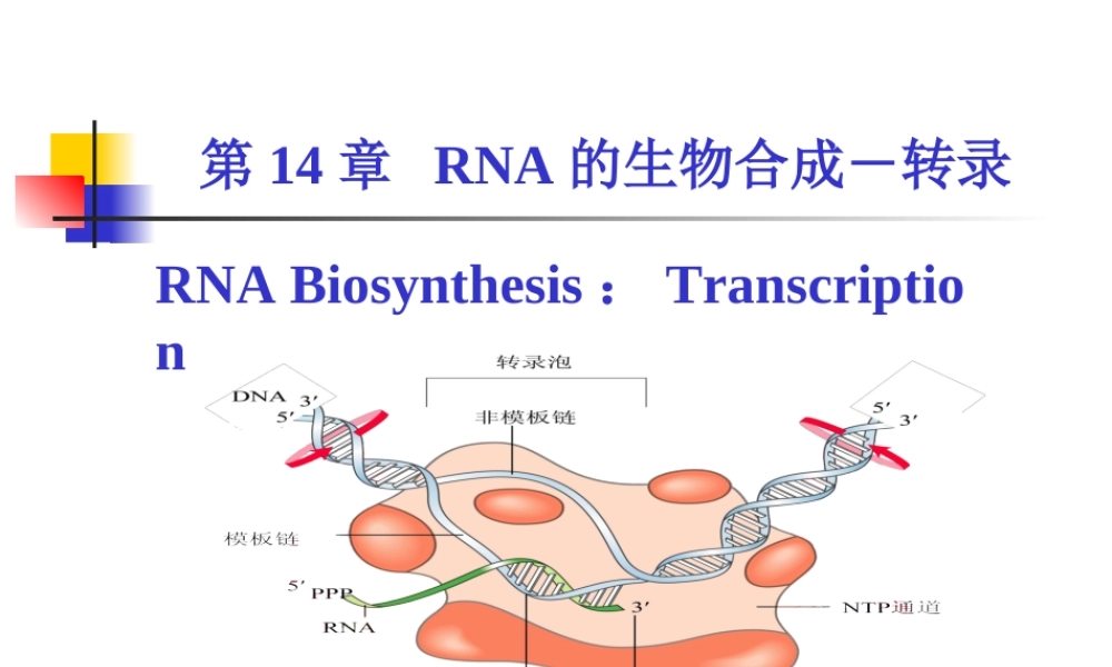 考研科目,动物生物化学 第14章 RNA的生物合成-转录.ppt