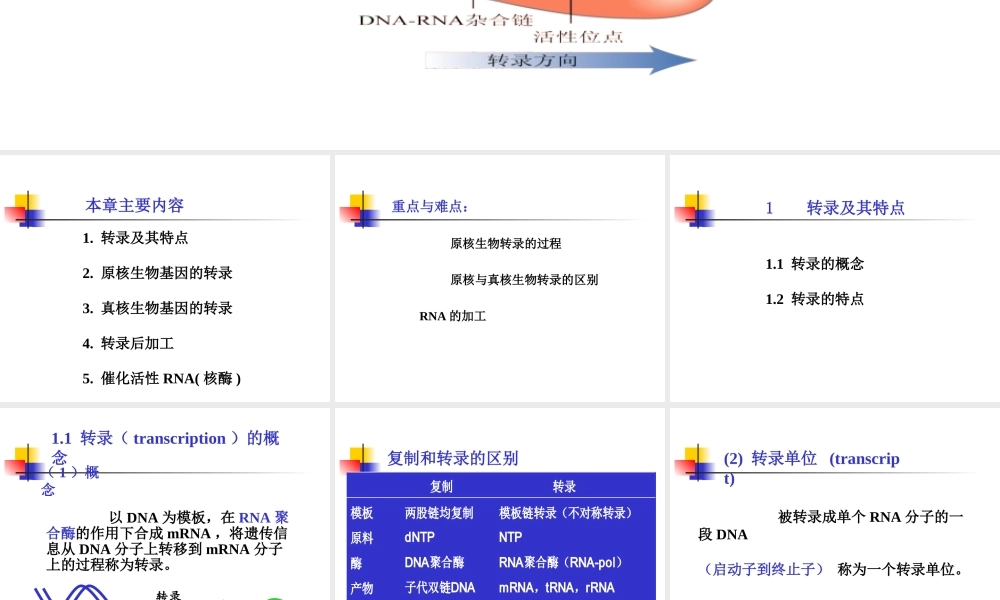 考研科目,动物生物化学 第14章 RNA的生物合成-转录.ppt