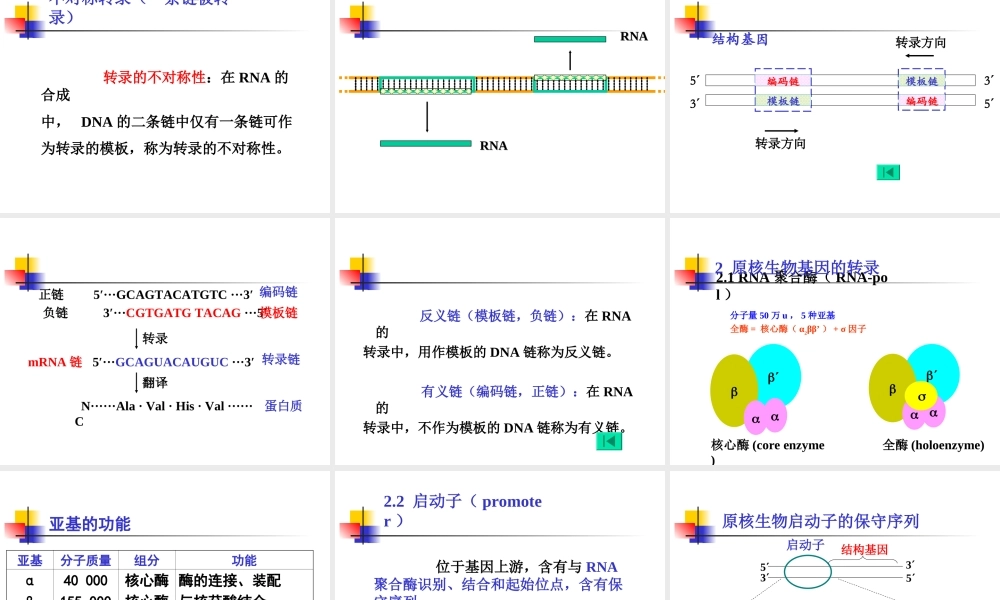 考研科目,动物生物化学 第14章 RNA的生物合成-转录.ppt