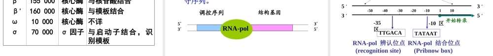 考研科目,动物生物化学 第14章 RNA的生物合成-转录.ppt