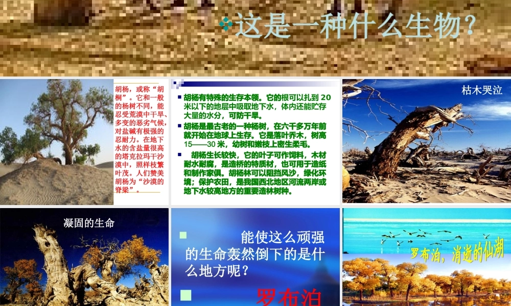 罗布泊_消逝的仙湖 课件1.ppt