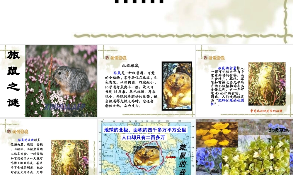 旅鼠之谜 课件2.ppt