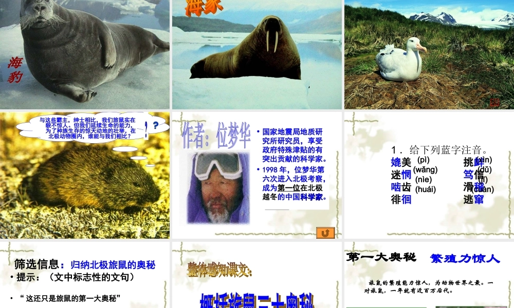 旅鼠之谜 课件2.ppt