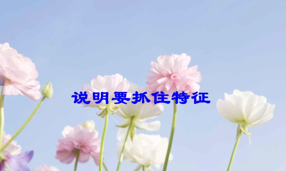 写作说明要抓住特征.ppt