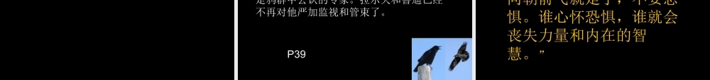 一只孤独的乌鸦 -印象工作站.ppt