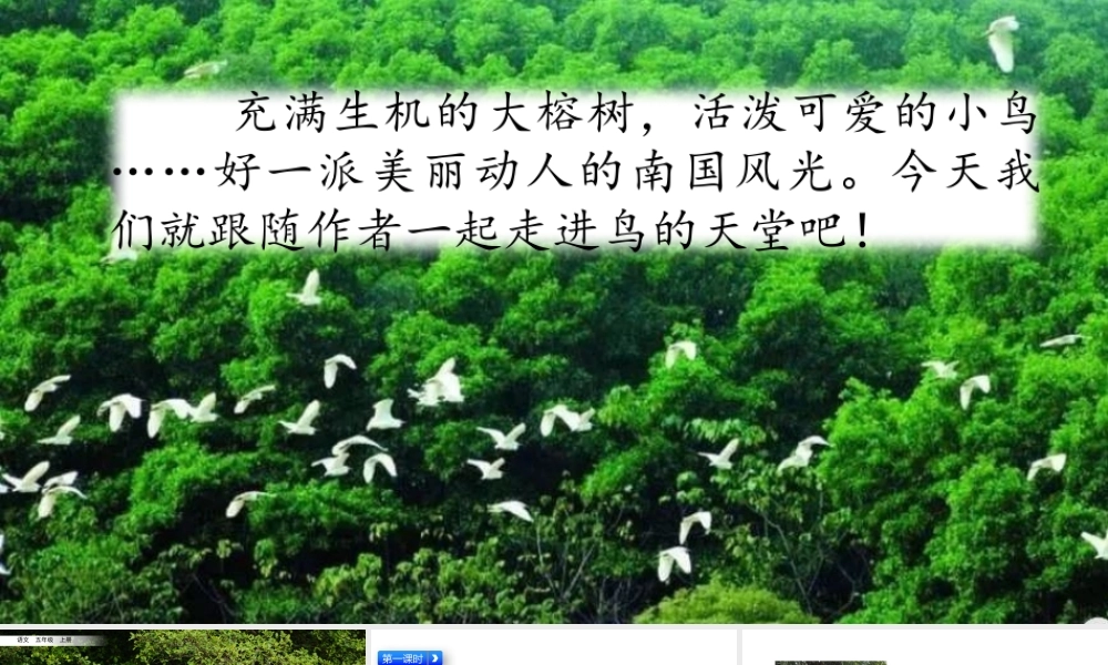 五年级上册语文课件-23 鸟的天堂（部编版） (共53张PPT).pptx
