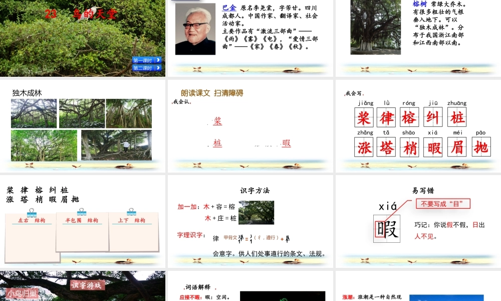 五年级上册语文课件-23 鸟的天堂（部编版） (共53张PPT).pptx