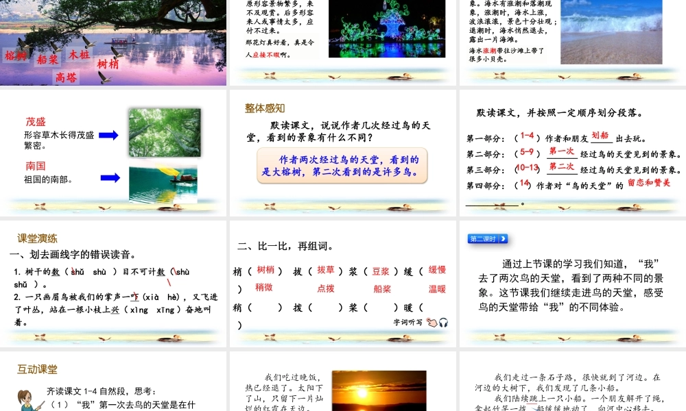 五年级上册语文课件-23 鸟的天堂（部编版） (共53张PPT).pptx