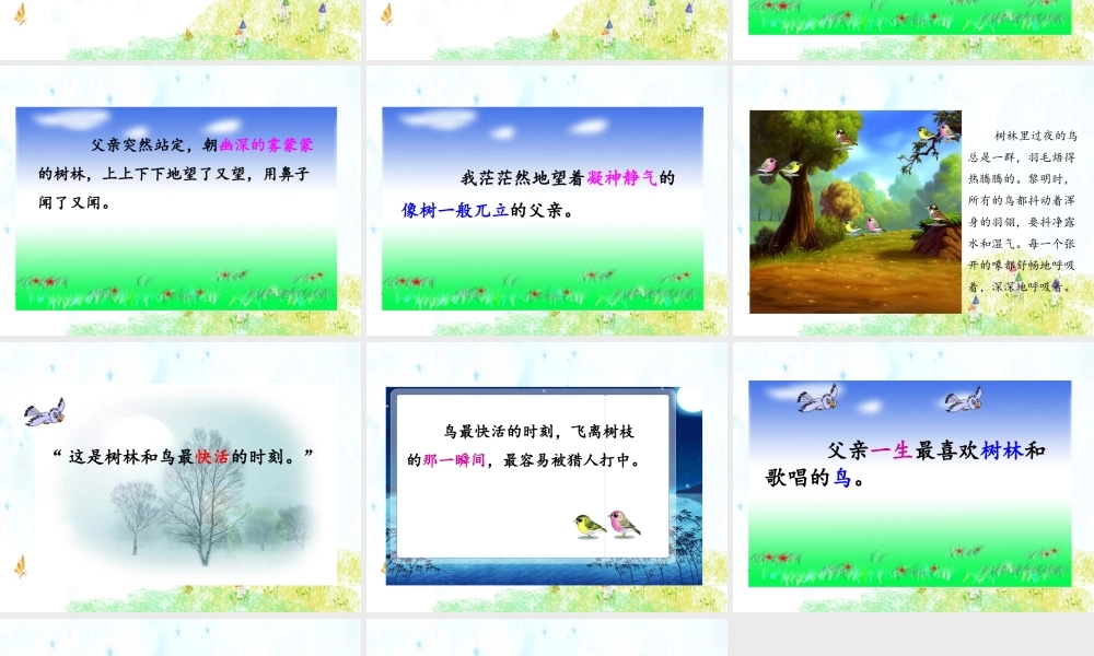 22 父亲、树林和鸟.ppt