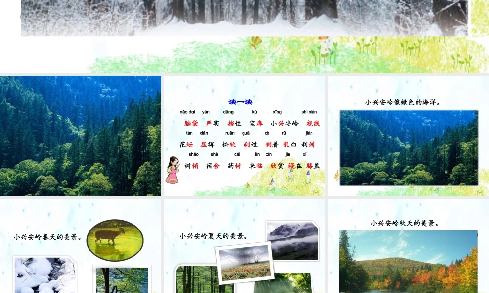 20.美丽的小兴安岭.ppt