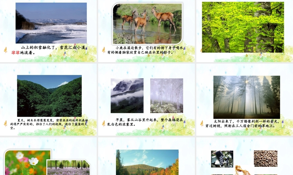 20.美丽的小兴安岭.ppt