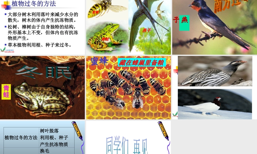 鄂教版小学科学六上《20动植物是怎样过冬的》PPT课件.ppt