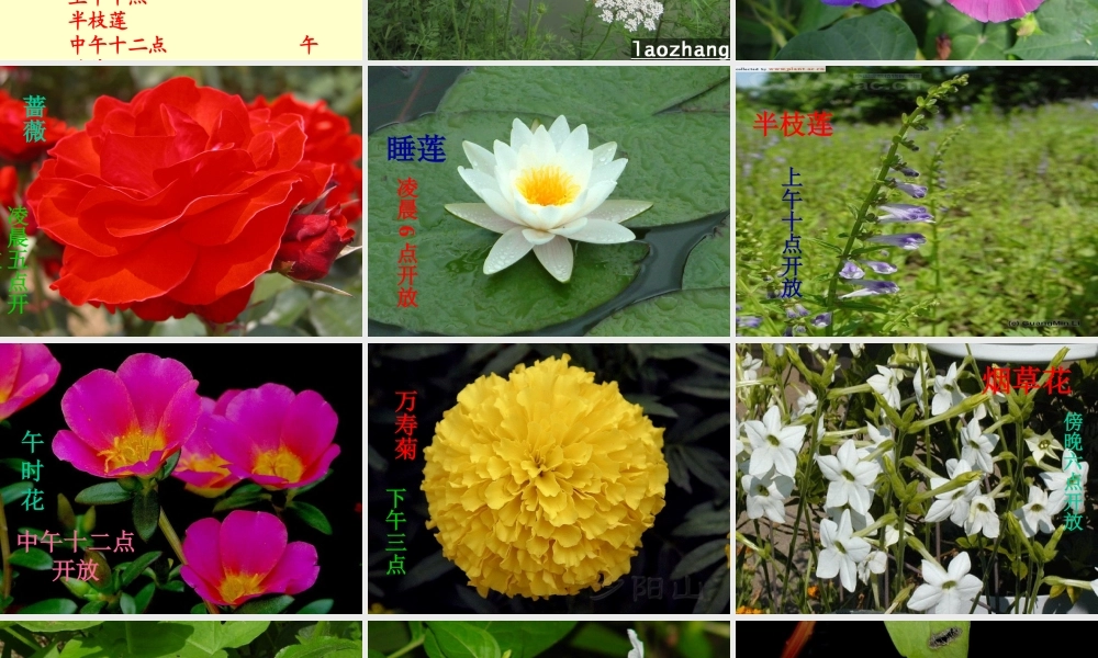 鄂教版小学科学六上《9一天中的动植物》PPT课件 (1).ppt