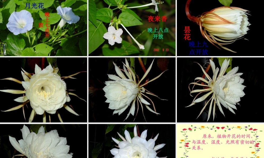 鄂教版小学科学六上《9一天中的动植物》PPT课件 (1).ppt