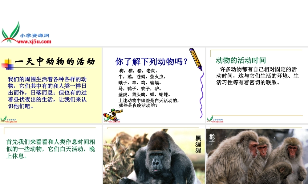 鄂教版小学科学六上《9一天中的动植物》PPT课件 (2).ppt