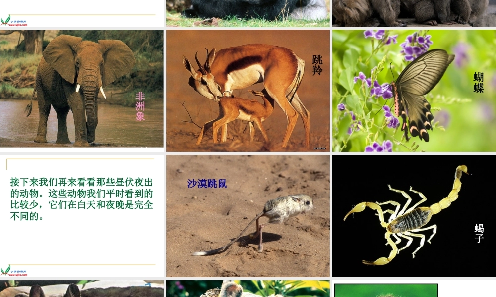 鄂教版小学科学六上《9一天中的动植物》PPT课件 (2).ppt
