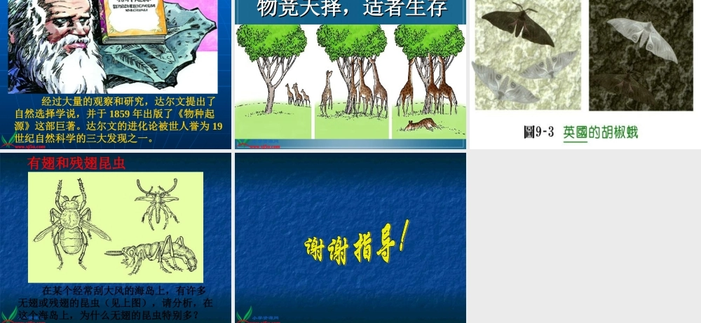 鄂教版小学科学六下《3.谁能生存下来》PPT课件[加微信jiaoxue5you九折优惠].ppt