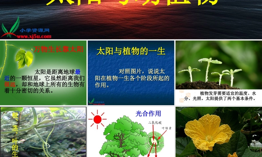 鄂教版小学科学六下《9.太阳与动植物》PPT课件[加微信jiaoxue5you九折优惠].ppt