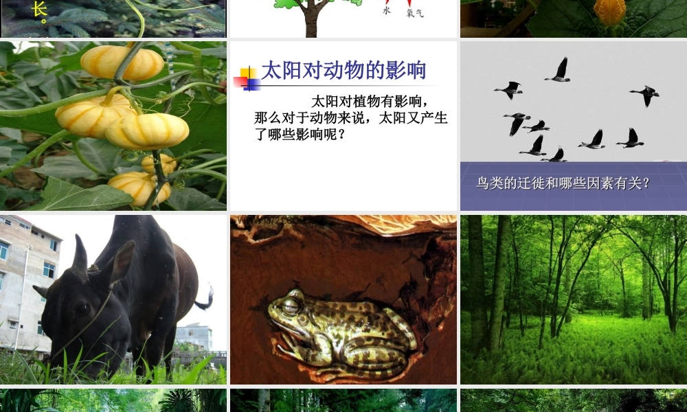 鄂教版小学科学六下《9.太阳与动植物》PPT课件[加微信jiaoxue5you九折优惠].ppt