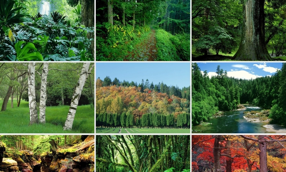 鄂教版小学科学六下《9.太阳与动植物》PPT课件[加微信jiaoxue5you九折优惠].ppt