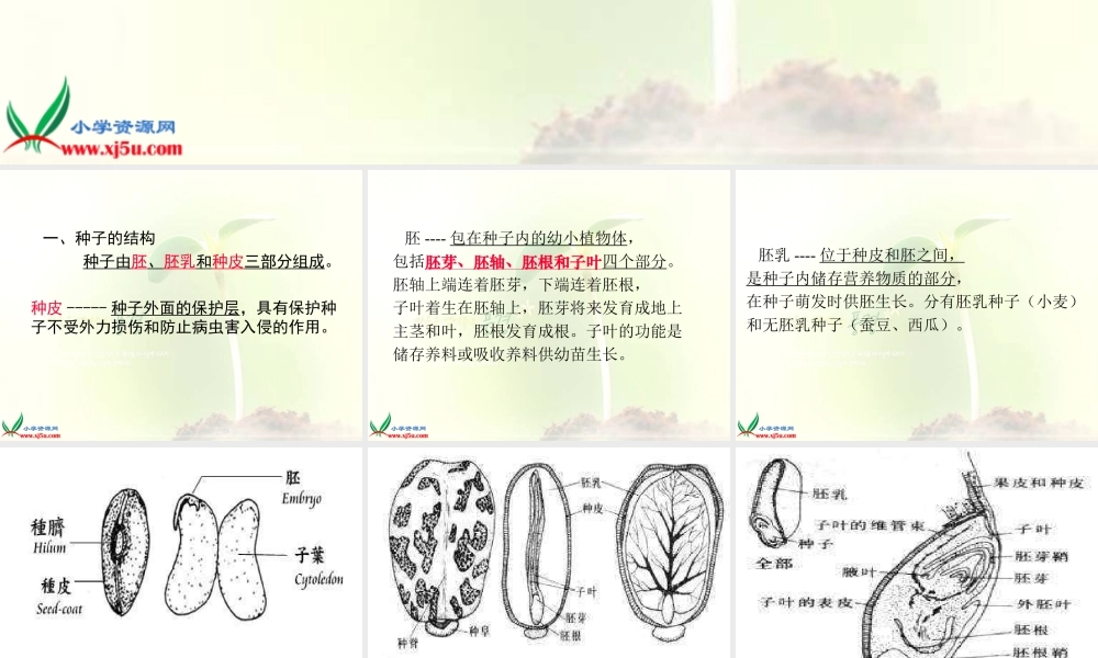 鄂教版小学科学三下《1.播种发芽》PPT课件(4).ppt