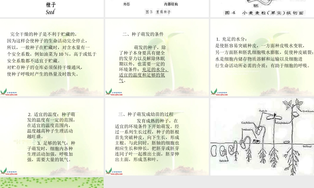 鄂教版小学科学三下《1.播种发芽》PPT课件(4).ppt