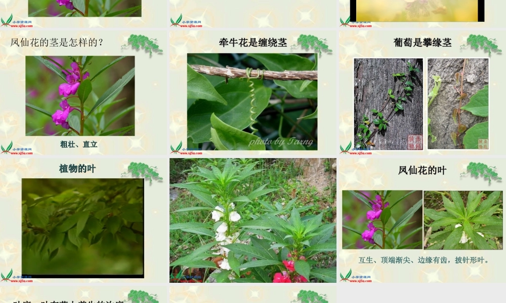 鄂教版小学科学三下《2.茎叶的生长》PPT课件(1).ppt